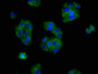 Immunofluorescence staining of HepG2 cells with CAC15112 at 1:166, counter-stained with DAPI. The cells were fixed in 4% formaldehyde, permeabilized using 0.2% Triton X-100 and blocked in 10% normal Goat Serum. The cells were then incubated with the antibody overnight at 4°C. The secondary antibody was Alexa Fluor 488-congugated AffiniPure Goat Anti-Rabbit IgG(H+L).