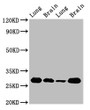 Western Blot, Positive WB detected in: Rat lung tissue, Rat brain tissue, Mouse lung tissue, Mouse brain tissue, All lanes: SFN antibody at 5ug/ml, Secondary, Goat polyclonal to rabbit IgG at 1/50000 dilution, Predicted band size: 28, 25 kDa, Observed band size: 28 kDa