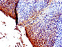 IHC image of CAC15119 diluted at 1:600 and staining in paraffin-embedded human tonsil tissue performed on a Leica BondTM system. After dewaxing and hydration, antigen retrieval was mediated by high pressure in a citrate buffer (pH 6.0). Section was blocked with 10% normal goat serum 30min at RT. Then primary antibody (1% BSA) was incubated at 4°C overnight. The primary is detected by a biotinylated secondary antibody and visualized using an HRP conjugated SP system.
