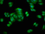 Immunofluorescence staining of HepG2 cells with CAC15126 at 1:66, counter-stained with DAPI. The cells were fixed in 4% formaldehyde, permeabilized using 0.2% Triton X-100 and blocked in 10% normal Goat Serum. The cells were then incubated with the antibody overnight at 4°C. The secondary antibody was Alexa Fluor 488-congugated AffiniPure Goat Anti-Rabbit IgG(H+L).