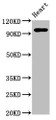 Western Blot, Positive WB detected in: Rat heart tissue, All lanes: GRM2 antibody at 5ug/ml, Secondary, Goat polyclonal to rabbit IgG at 1/50000 dilution, Predicted band size: 96 kDa, Observed band size: 96 kDa Western Blot, Positive WB detected in: Rat heart tissue, All lanes: GRM2 antibody at 5ug/ml, Secondary, Goat polyclonal to rabbit IgG at 1/50000 dilution, Predicted band size: 96 kDa, Observed band size: 96 kDa