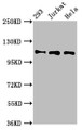 Western Blot, Positive WB detected in: 293 whole cell lysate, Jurkat whole cell lysate, Hela whole cell lysate, All lanes: RAB3GAP1 antibody at 7ug/ml, Secondary, Goat polyclonal to rabbit IgG at 1/50000 dilution, Predicted band size: 111, 112, 106 kDa, Observed band size: 111 kDa