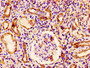 IHC image of CAC15130 diluted at 1:300 and staining in paraffin-embedded human kidney tissue performed on a Leica BondTM system. After dewaxing and hydration, antigen retrieval was mediated by high pressure in a citrate buffer (pH 6.0). Section was blocked with 10% normal goat serum 30min at RT. Then primary antibody (1% BSA) was incubated at 4°C overnight. The primary is detected by a biotinylated secondary antibody and visualized using an HRP conjugated SP system.