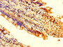 IHC image of CAC15133 diluted at 1:200 and staining in paraffin-embedded human small intestine tissue performed on a Leica BondTM system. After dewaxing and hydration, antigen retrieval was mediated by high pressure in a citrate buffer (pH 6.0). Section was blocked with 10% normal goat serum 30min at RT. Then primary antibody (1% BSA) was incubated at 4°C overnight. The primary is detected by a biotinylated secondary antibody and visualized using an HRP conjugated SP system.