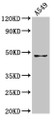 Western Blot, Positive WB detected in: A549 whole cell lysate, All lanes: GDF7 antibody at 7.9ug/ml, Secondary, Goat polyclonal to rabbit IgG at 1/50000 dilution, Predicted band size: 47 kDa, Observed band size: 47 kDa Western Blot, Positive WB detected in: A549 whole cell lysate, All lanes: GDF7 antibody at 7.9ug/ml, Secondary, Goat polyclonal to rabbit IgG at 1/50000 dilution, Predicted band size: 47 kDa, Observed band size: 47 kDa