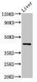 Western Blot, Positive WB detected in: Mouse liver tissue, All lanes: HRH4 antibody at 4ug/ml, Secondary, Goat polyclonal to rabbit IgG at 1/50000 dilution, Predicted band size: 45, 35 kDa, Observed band size: 45 kDa