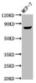 Western Blot, Positive WB detected in: MCF-7 whole cell lysate, All lanes: TPX2 antibody at 3.5ug/ml, Secondary, Goat polyclonal to rabbit IgG at 1/50000 dilution, Predicted band size: 86, 90 kDa, Observed band size: 86 kDa