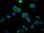 Immunofluorescence staining of HepG2 cells with CAC15161 at 1:133, counter-stained with DAPI. The cells were fixed in 4% formaldehyde, permeabilized using 0.2% Triton X-100 and blocked in 10% normal Goat Serum. The cells were then incubated with the antibody overnight at 4°C. The secondary antibody was Alexa Fluor 488-congugated AffiniPure Goat Anti-Rabbit IgG(H+L).