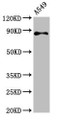 Western Blot, Positive WB detected in: A549 whole cell lysate, All lanes: RXFP2 antibody at 4.6ug/ml, Secondary, Goat polyclonal to rabbit IgG at 1/50000 dilution, Predicted band size: 87, 84 kDa, Observed band size: 87 kDa