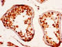 IHC image of CAC15162 diluted at 1:290 and staining in paraffin-embedded human testis tissue performed on a Leica BondTM system. After dewaxing and hydration, antigen retrieval was mediated by high pressure in a citrate buffer (pH 6.0). Section was blocked with 10% normal goat serum 30min at RT. Then primary antibody (1% BSA) was incubated at 4°C overnight. The primary is detected by a biotinylated secondary antibody and visualized using an HRP conjugated SP system.