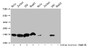 Western Blot, Detected samples: Hela whole cell lysate, Jurkat whole cell lysate, 293 whole cell lysate, HepG2 whole cell lysate; Untreated (-) or treated (+) with 30mM sodium butyrate for 4h, All lanes: HIST1H3A antibody at 1:500, Secondary, Goat polyclonal to rabbit IgG at 1/40000 dilution, Predicted band size: 16 kDa, Observed band size: 16 kDa