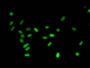 Immunofluorescent analysis of Hela cells using CAC15168 at dilution of 1:100 and Alexa Fluor 488-congugated AffiniPure Goat Anti-Rabbit IgG(H+L)