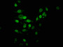 Immunofluorescent analysis of Hela cells using CAC15171 at dilution of 1:100 and Alexa Fluor 488-congugated AffiniPure Goat Anti-Rabbit IgG(H+L)
