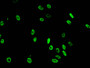 Immunofluorescent analysis of Hela cells using CAC15173 at dilution of 1:100 and Alexa Fluor 488-congugated AffiniPure Goat Anti-Rabbit IgG(H+L)