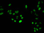 Immunofluorescent analysis of Hela cells using CAC15174 at dilution of 1:100 and Alexa Fluor 488-congugated AffiniPure Goat Anti-Rabbit IgG(H+L) Immunofluorescent analysis of Hela cells using CAC15174 at dilution of 1:100 and Alexa Fluor 488-congugated AffiniPure Goat Anti-Rabbit IgG(H+L)