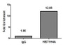 Chromatin Immunoprecipitation Hela (4*10 6 ) were treated with Micrococcal Nuclease, sonicated, and immunoprecipitated with 8ug anti-HIST1H4A (CAC15174) or a control normal rabbit IgG. The resulting ChIP DNA was quantified using real-time PCR with primers against the β-Globin promoter. Chromatin Immunoprecipitation Hela (4*10 6 ) were treated with Micrococcal Nuclease, sonicated, and immunoprecipitated with 8ug anti-HIST1H4A (CAC15174) or a control normal rabbit IgG. The resulting ChIP DNA was quantified using real-time PCR with primers against the β-Globin promoter.