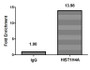 Chromatin Immunoprecipitation Hela (4*10 6 ) were treated with Micrococcal Nuclease, sonicated, and immunoprecipitated with 8ug anti-HIST1H4A (CAC15177) or a control normal rabbit IgG. The resulting ChIP DNA was quantified using real-time PCR with primers against the β-Globin promoter.
