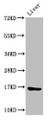 Western Blot, Positive WB detected in: Rat liver tissue, All lanes: HIST1H3A antibody at 2ug/ml, Secondary, Goat polyclonal to rabbit IgG at 1/50000 dilution, Predicted band size: 16 kDa, Observed band size: 16 kDa Western Blot, Positive WB detected in: Rat liver tissue, All lanes: HIST1H3A antibody at 2ug/ml, Secondary, Goat polyclonal to rabbit IgG at 1/50000 dilution, Predicted band size: 16 kDa, Observed band size: 16 kDa