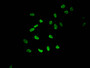Immunofluorescent analysis of Hela cells using CAC15180 at dilution of 1:100 and Alexa Fluor 488-congugated AffiniPure Goat Anti-Rabbit IgG(H+L)