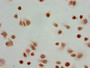 Immunocytochemistry analysis of Hela cells using CAC15182 at dilution of 1:100