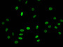 Immunofluorescent analysis of Hela cells treated with NaB using CAC15182 at dilution of 1:100 and Alexa Fluor 488-congugated AffiniPure Goat Anti-Rabbit IgG(H+L)