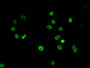 Immunofluorescent analysis of Hela cells using CAC15188 at dilution of 1:100 and Alexa Fluor 488-congugated AffiniPure Goat Anti-Rabbit IgG(H+L)