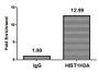 Chromatin Immunoprecipitation Hela (4*10 6 ) were treated with Micrococcal Nuclease, sonicated, and immunoprecipitated with 5ug anti-HIST1H3A (CAC15194) or a control normal rabbit IgG. The resulting ChIP DNA was quantified using real-time PCR with primers against the β-Globin promoter. Chromatin Immunoprecipitation Hela (4*10 6 ) were treated with Micrococcal Nuclease, sonicated, and immunoprecipitated with 5ug anti-HIST1H3A (CAC15194) or a control normal rabbit IgG. The resulting ChIP DNA was quantified using real-time PCR with primers against the β-Globin promoter.