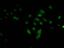 Immunofluorescent analysis of Hela cells using CAC15195 at dilution of 1:100 and Alexa Fluor 488-congugated AffiniPure Goat Anti-Rabbit IgG(H+L)