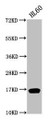 Western Blot, Positive WB detected in: HL60 whole cell lysate, All lanes: HIST1H3A antibody at 1:500, Secondary, Goat polyclonal to rabbit IgG at 1/40000 dilution, Predicted band size: 16 kDa, Observed band size: 16 kDa