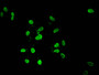 Immunofluorescent analysis of Hela cells treated with NaB using CAC15200 at dilution of 1:100 and Alexa Fluor 488-congugated AffiniPure Goat Anti-Rabbit IgG(H+L)