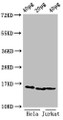 Western Blot, Positive WB detected in: Hela cell acid extracts, Jurkat cell acid extracts, All lanes: HIST1H3A antibody at 0.5ug/ml, Secondary, Goat polyclonal to rabbit IgG at 1/50000 dilution, Predicted band size: 16 kDa, Observed band size: 16 kDa