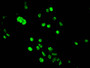 Immunofluorescent analysis of Hela cells using CAC15203 at dilution of 1:100 and Alexa Fluor 488-congugated AffiniPure Goat Anti-Rabbit IgG(H+L) Immunofluorescent analysis of Hela cells using CAC15203 at dilution of 1:100 and Alexa Fluor 488-congugated AffiniPure Goat Anti-Rabbit IgG(H+L)