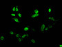 Immunofluorescent analysis of Hela cells treated by NaB using CAC15208 at dilution of 1:100 and Alexa Fluor 488-congugated AffiniPure Goat Anti-Rabbit IgG(H+L)