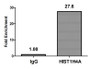 Chromatin Immunoprecipitation Hela (4*10 6 ) were treated with Micrococcal Nuclease, sonicated, and immunoprecipitated with 8ug anti-HIST1H4A (CAC15208) or a control normal rabbit IgG. The resulting ChIP DNA was quantified using real-time PCR with primers against the β-Globin promoter.