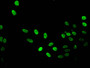 Immunofluorescent analysis of Hela cells using CAC15211 at dilution of 1:100 and Alexa Fluor 488-congugated AffiniPure Goat Anti-Rabbit IgG(H+L)