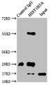 Immunoprecipitating HIST1H3A in Hela whole cell lysate, Lane 1: Rabbit control IgG instead of CAC15215 in Hela whole cell lysate. For western blotting, a HRP-conjugated Protein G antibody was used as the secondary antibody (1/2000), Lane 2: CAC15215 (5ug) + Hela whole cell lysate (500ug), Lane 3: Hela whole cell lysate (20ug)
