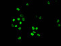 Immunofluorescent analysis of Hela cells using CAC15216 at dilution of 1:100 and Alexa Fluor 488-congugated AffiniPure Goat Anti-Rabbit IgG(H+L) Immunofluorescent analysis of Hela cells using CAC15216 at dilution of 1:100 and Alexa Fluor 488-congugated AffiniPure Goat Anti-Rabbit IgG(H+L)