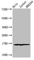 Western Blot, Positive WB detected in: Hela cell acid extracts, Jurkat cell acid extracts, HEK293 cell acid extracts, All lanes: HIST1H3A antibody at 1ug/ml, Secondary, Goat polyclonal to rabbit IgG at 1/50000 dilution, Predicted band size: 16 kDa, Observed band size: 16 kDa Western Blot, Positive WB detected in: Hela cell acid extracts, Jurkat cell acid extracts, HEK293 cell acid extracts, All lanes: HIST1H3A antibody at 1ug/ml, Secondary, Goat polyclonal to rabbit IgG at 1/50000 dilution, Predicted band size: 16 kDa, Observed band size: 16 kDa