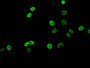 Immunofluorescent analysis of Hela cells using CAC15217 at dilution of 1:100 and Alexa Fluor 488-congugated AffiniPure Goat Anti-Rabbit IgG(H+L) Immunofluorescent analysis of Hela cells using CAC15217 at dilution of 1:100 and Alexa Fluor 488-congugated AffiniPure Goat Anti-Rabbit IgG(H+L)