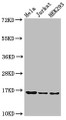 Western Blot, Positive WB detected in: Hela cell acid extracts, Jurkat cell acid extracts, HEK293 cell acid extracts, All lanes: HIST1H3A antibody at 0.5ug/ml, Secondary, Goat polyclonal to rabbit IgG at 1/50000 dilution, Predicted band size: 16 kDa, Observed band size: 16 kDa Western Blot, Positive WB detected in: Hela cell acid extracts, Jurkat cell acid extracts, HEK293 cell acid extracts, All lanes: HIST1H3A antibody at 0.5ug/ml, Secondary, Goat polyclonal to rabbit IgG at 1/50000 dilution, Predicted band size: 16 kDa, Observed band size: 16 kDa