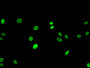 Immunofluorescent analysis of Hela cells using CAC15219 at dilution of 1:100 and Alexa Fluor 488-congugated AffiniPure Goat Anti-Rabbit IgG(H+L) Immunofluorescent analysis of Hela cells using CAC15219 at dilution of 1:100 and Alexa Fluor 488-congugated AffiniPure Goat Anti-Rabbit IgG(H+L)