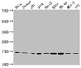 Western Blot, Positive WB detected in: Hela whole cell lysate, Jurkat whole cell lysate, 293 whole cell lysate, A549 whole cell lysate, HepG2 whole cell lysate, K562 whole cell lysate, HL60 whole cell lysate, MCF-7 whole cell lysate, LO2 whole cell lysate, All lanes: HIST1H3A antibody at 1:2000, Secondary, Goat polyclonal to rabbit IgG at 1/40000 dilution, Predicted band size: 16 kDa, Observed band size: 16 kDa