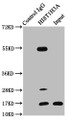 Immunoprecipitating HIST1H3A in Hela whole cell lysate, Lane 1: Rabbit control IgG instead of CAC15225 in Hela whole cell lysate. For western blotting, a HRP-conjugated Protein G antibody was used as the secondary antibody (1/2000), Lane 2: CAC15225 (5ug) + Hela whole cell lysate (500ug), Lane 3: Hela whole cell lysate (20ug) Immunoprecipitating HIST1H3A in Hela whole cell lysate, Lane 1: Rabbit control IgG instead of CAC15225 in Hela whole cell lysate. For western blotting, a HRP-conjugated Protein G antibody was used as the secondary antibody (1/2000), Lane 2: CAC15225 (5ug) + Hela whole cell lysate (500ug), Lane 3: Hela whole cell lysate (20ug)