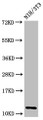 Western Blot, Positive WB detected in: NIH/3T3 cell acid extracts, All lanes: HIST1H4A antibody at 0.8ug/ml, Secondary, Goat polyclonal to rabbit IgG at 1/50000 dilution, Predicted band size: 12 kDa, Observed band size: 12 kDa Western Blot, Positive WB detected in: NIH/3T3 cell acid extracts, All lanes: HIST1H4A antibody at 0.8ug/ml, Secondary, Goat polyclonal to rabbit IgG at 1/50000 dilution, Predicted band size: 12 kDa, Observed band size: 12 kDa