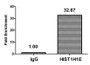 Chromatin Immunoprecipitation Hela (4*10 6 , treated with 30mM sodium butyrate for 4h) were treated with Micrococcal Nuclease, sonicated, and immunoprecipitated with 5ug anti-HIST1H1E (CAC15230) or a control normal rabbit IgG. The resulting ChIP DNA was quantified using real-time PCR with primers against the β-Globin promoter.