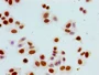 Immunocytochemistry analysis of HepG2 cells using CAC15231 at dilution of 1:100
