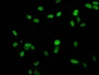 Immunofluorescent analysis of Hela cells using CAC15235 at dilution of 1:100 and Alexa Fluor 488-congugated AffiniPure Goat Anti-Rabbit IgG(H+L)