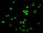 Immunofluorescent analysis of MCF-7 cells using CAC15240 at dilution of 1:100 and Alexa Fluor 488-congugated AffiniPure Goat Anti-Rabbit IgG(H+L)