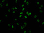 Immunofluorescent analysis of Hela cells (sodium butyrate, 30 mM, 4h) using CAC15251 at dilution of 1:100 and Alexa Fluor 488-congugated AffiniPure Goat Anti-Rabbit IgG(H+L)