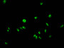 Immunofluorescent analysis of Hela cells using CAC15253 at dilution of 1:100 and Alexa Fluor 488-congugated AffiniPure Goat Anti-Rabbit IgG(H+L) Immunofluorescent analysis of Hela cells using CAC15253 at dilution of 1:100 and Alexa Fluor 488-congugated AffiniPure Goat Anti-Rabbit IgG(H+L)